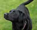 Image result for Labrador Retriever. Size: 125 x 100. Source: www.mybestfrienddogcare.co.uk