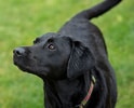 Image result for Labrador Retriever. Size: 124 x 100. Source: www.mybestfrienddogcare.co.uk