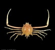 Image result for "arcania Septemspinosa". Size: 109 x 100. Source: www.crustaceology.com