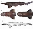 Image result for "apristurus Stenseni". Size: 114 x 100. Source: www.kalapeedia.ee