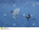 Image result for Atlantische zeilvis Roofdieren. Size: 128 x 100. Source: nl.dreamstime.com