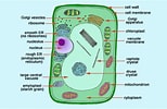 Image result for nuclei in Polyploid Plant Cell. Size: 154 x 100. Source: www.kullabs.org