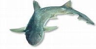 Afbeeldingsresultaten voor "mustelus Lenticulatus". Grootte: 196 x 100. Bron: www.unitedfisheries.co.nz