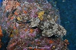 Image result for "orectolobus Japonicus". Size: 151 x 100. Source: www.sharksandrays.com