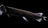 Image result for Pachystomias microdon Geslacht. Size: 170 x 100. Source: www.pinterest.com