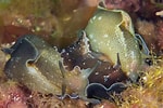 Image result for "aplysia Punctata". Size: 150 x 100. Source: www.britishmarinelifepictures.co.uk