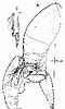 Afbeeldingsresultaten voor "oncaea Clevei". Grootte: 60 x 100. Bron: copepodes.obs-banyuls.fr