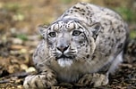 Bildergebnis für Snow Leopard Denning. Größe: 152 x 100. Quelle: www.lifegate.it