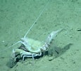Image result for "nephropsis Aculeata". Size: 115 x 100. Source: www.marinespecies.org