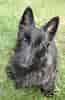 Image result for Skotsk terrier. Size: 65 x 100. Source: www.hundegalleri.dk