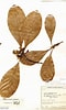 Afbeeldingsresultaten voor "cruella Fusifera". Grootte: 60 x 100. Bron: plantidtools.fieldmuseum.org