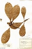 Afbeeldingsresultaten voor "cruella Fusifera". Grootte: 66 x 100. Bron: plantidtools.fieldmuseum.org