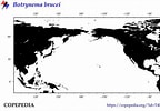 Image result for "botrynema Brucei". Size: 144 x 100. Source: www.st.nmfs.noaa.gov