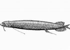Image result for "photonectes Parvimanus". Size: 139 x 100. Source: fishesofaustralia.net.au