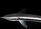Image result for Echeneis naucrates Roofdieren. Size: 142 x 100. Source: fishesofaustralia.net.au