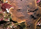 Image result for Agaricia grahamae Geslacht. Size: 137 x 100. Source: www.einrichtungsbeispiele.de