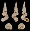 Afbeeldingsresultaten voor "phyllostaurus Quadrangulus". Grootte: 96 x 100. Bron: www.wikiwand.com