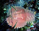 Image result for "ibacus Ciliatus". Size: 128 x 100. Source: izuohshima-diving.com