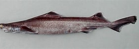 Image result for "deania Profundorum". Size: 281 x 100. Source: www.fishbase.se