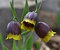Image result for "fritillaria Drygalskii". Size: 120 x 100. Source: garden.org