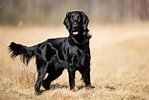 Image result for Flat Coated Retriever Opprinnelse. Size: 149 x 100. Source: zooart.com.pl