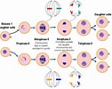 Meiosis Cell Division に対する画像結果.サイズ: 126 x 100。ソース: michaelbarabio.weebly.com