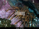 Afbeeldingsresultaten voor "panulirus Echinatus". Grootte: 135 x 100. Bron: www.alamy.com