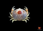 Image result for Guinotellus melvillensis. Size: 140 x 100. Source: www.inaturalist.org