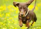 Image result for dachshunder. Size: 141 x 100. Source: sweetdachshunds.com