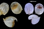 Image result for "cavolinia Globulosa". Size: 150 x 100. Source: bishogai.com