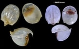 Image result for "cavolinia Globulosa". Size: 162 x 100. Source: bishogai.com