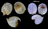 Image result for Cavolinia globulosa. Size: 165 x 100. Source: bishogai.com