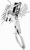 Afbeeldingsresultaten voor "bentheuphausia Amblyops". Grootte: 60 x 100. Bron: www.researchgate.net