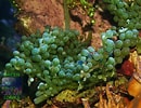 Image result for "caulerpa Racemosa". Size: 130 x 100. Source: www.greencorals.de