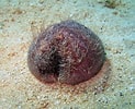 Image result for "spatangus Purpureus". Size: 123 x 100. Source: www.inaturalist.org