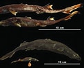 Image result for "etmopterus Decacuspidatus". Size: 122 x 100. Source: www.pinterest.com.au