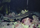 Image result for "scylliogaleus Quecketti". Size: 141 x 100. Source: www.fishbase.org