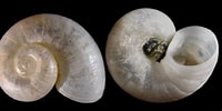 Image result for Skenea serpuloides Anatomie. Size: 200 x 100. Source: www.idscaro.net