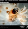 Image result for Bolitaenidae. Size: 95 x 100. Source: www.st.nmfs.noaa.gov