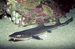 Image result for "mustelus Californicus". Size: 152 x 100. Source: www.marinethemes.com