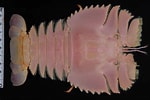Afbeeldingsresultaten voor "ibacus Ciliatus". Grootte: 150 x 100. Bron: churaumi.okinawa