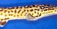 Afbeeldingsresultaten voor Atelomycterus marmoratus Fishing. Grootte: 199 x 77. Bron: habitatnews.nus.edu.sg