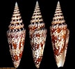 Afbeeldingsresultaten voor "glossocephalus Milneedwardsi". Grootte: 108 x 100. Bron: www.shellauction.net