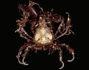 Image result for "thoralus Cranchii". Size: 127 x 100. Source: www.aphotomarine.com