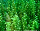 Image result for "caulerpa Racemosa". Size: 129 x 100. Source: www.aquaportail.com