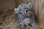 Résultat d’image pour Newborn Baby Snow leopard. Taille: 149 x 100. Source: www.nonpareilonline.com