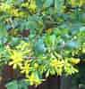 Image result for Ribes odoratum. Size: 95 x 100. Source: www.gardentags.com