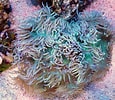 Image result for Catalaphyllia Familie. Size: 115 x 100. Source: www.communitycorals.de
