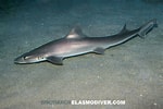Image result for "mustelus Californicus". Size: 150 x 100. Source: www.elasmodiver.com