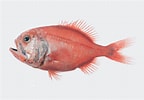 mida de Resultat d'imatges per a "hoplostethus Atlanticus".: 144 x 100. Font: fishesofaustralia.net.au